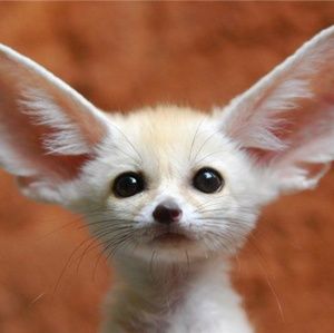 Meet your Posher, Tommy